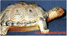 Turtle bottle