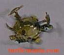 Turtle magnet
